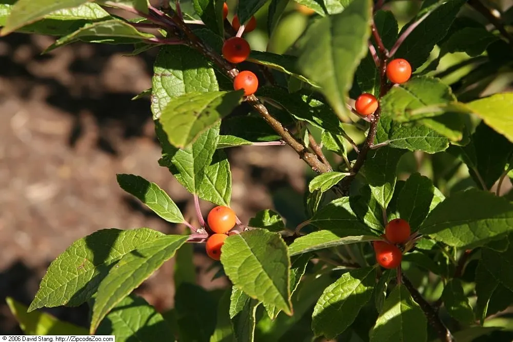 Winterberry (Ilex Verticillata) — shrub with green and white blooms