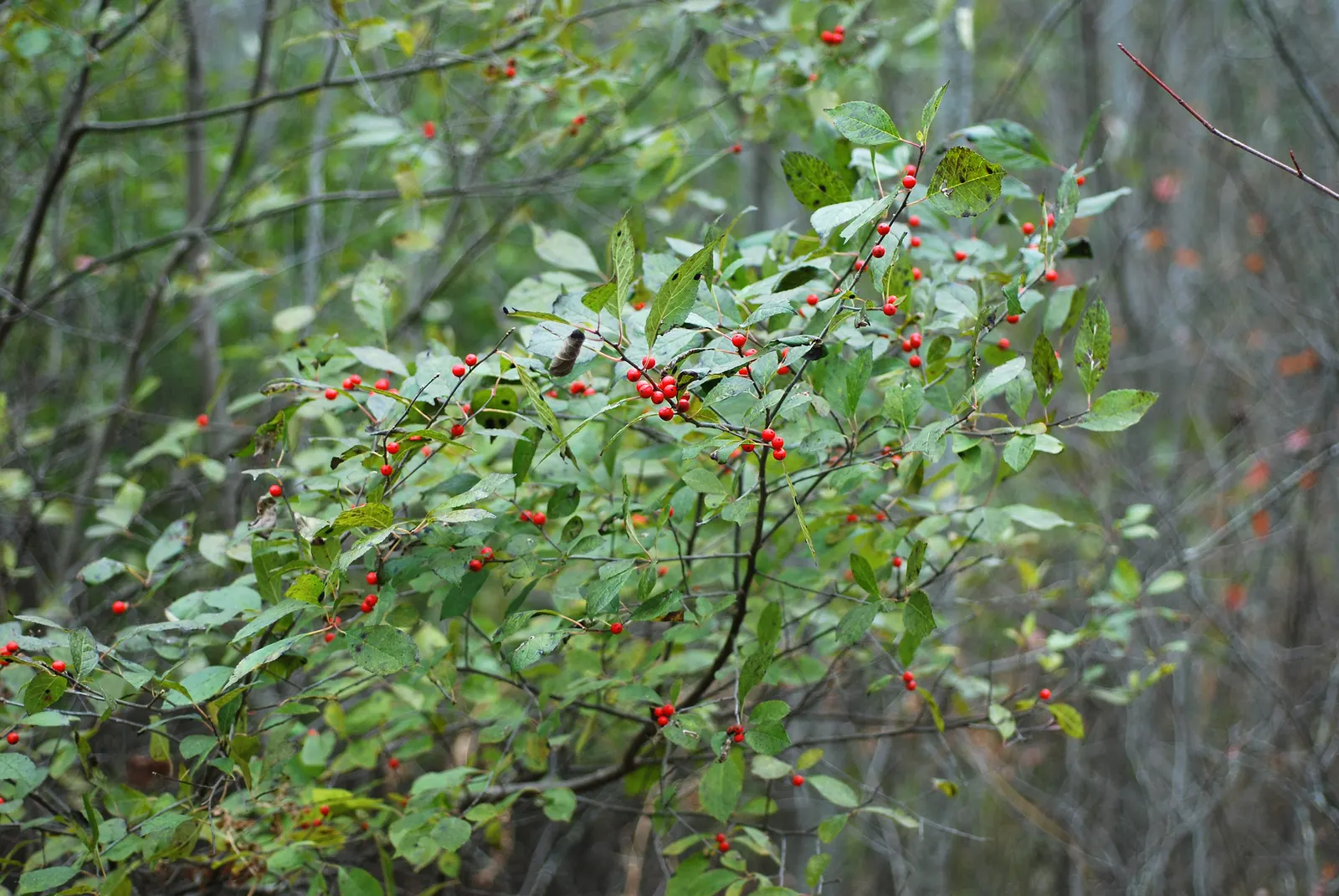 Winterberry (Ilex Verticillata) — or in mass plantings for a dramatic effect; it grows 3-12 feet tall and wide, preferring full sun to partial shade and moist