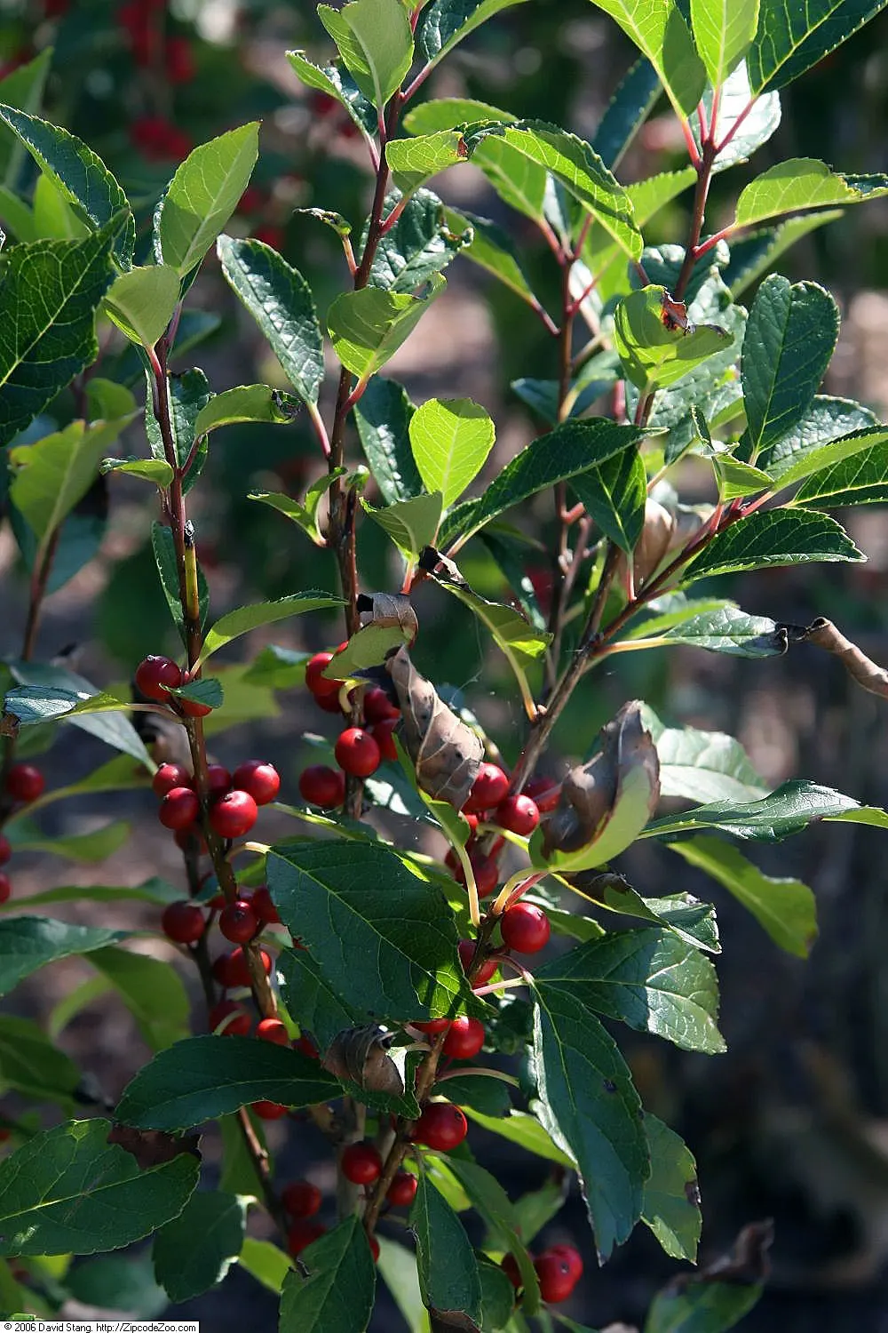 Winterberry (Ilex Verticillata) — green and white flowers in the garden; this holly species thrives in USDA hardiness zones 3 through 9, image 76