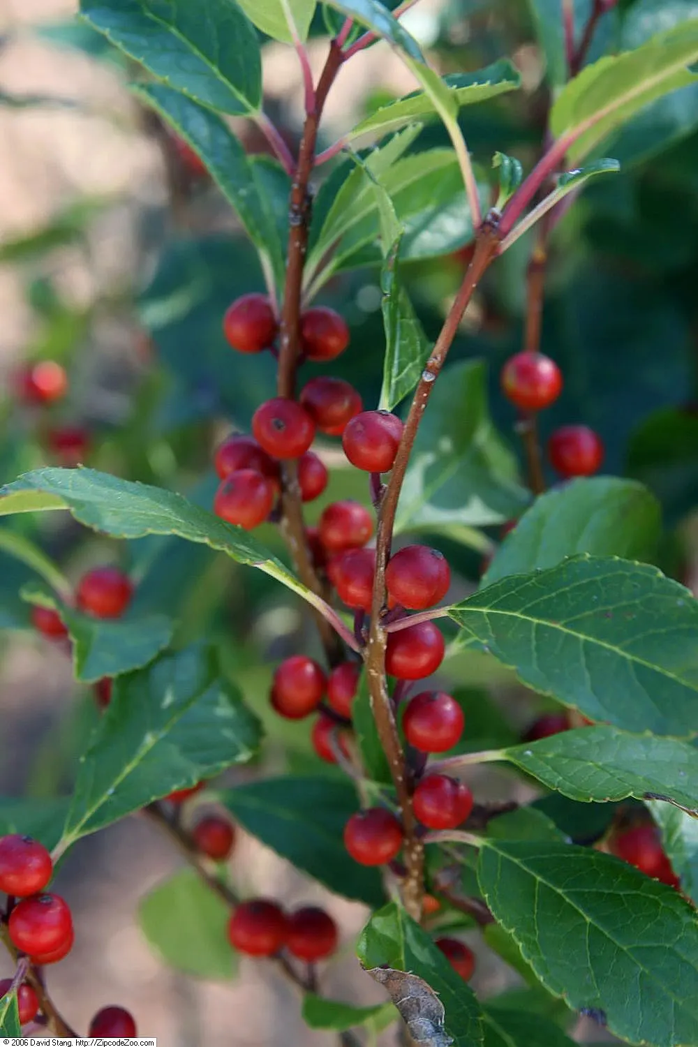 Winterberry (Ilex Verticillata) — it's important to note that Ilex verticillata is dioecious; although some cultivars can extend up to 15 feet tall, image 69