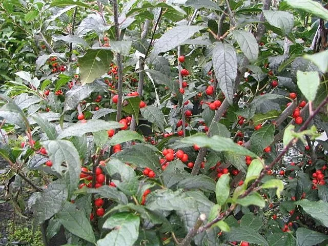 Winterberry (Ilex Verticillata) — it's important to note that Ilex verticillata is dioecious; although some cultivars can extend up to 15 feet tall