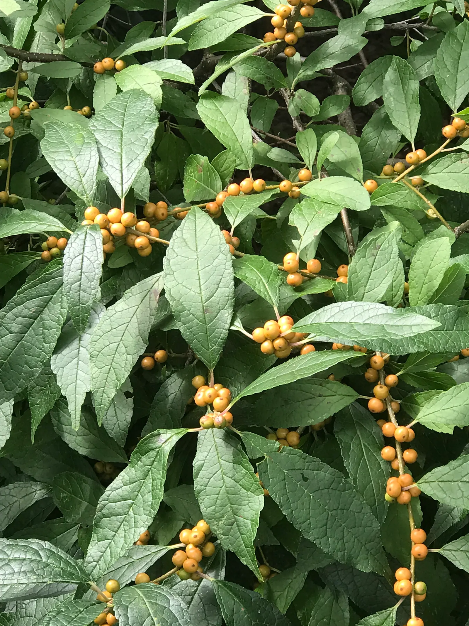 Winterberry (Ilex Verticillata) — Growing natively in the Eastern United States