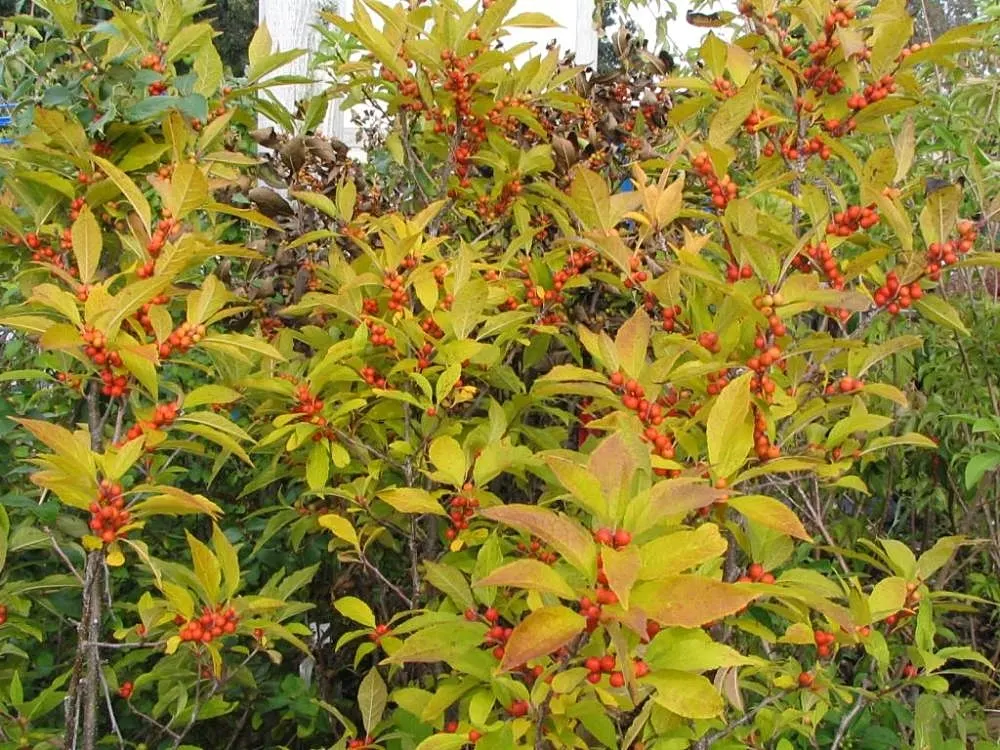 Winterberry (Ilex Verticillata) — although it exhibits a particular preference for acidic