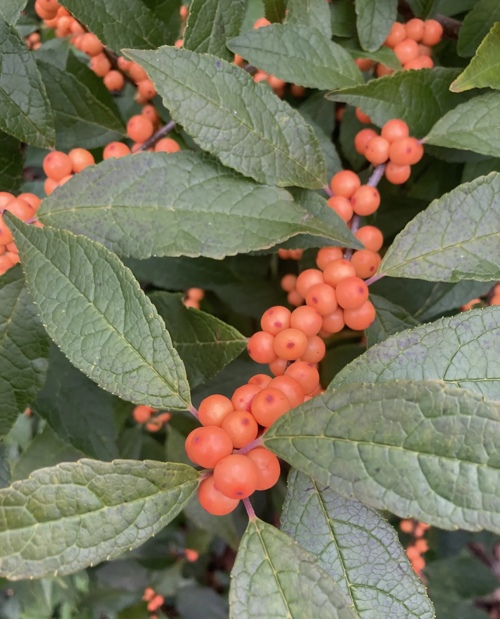 Winterberry (Ilex Verticillata) — It grows 3-12 feet tall and wide, preferring full sun to partial shade and moist, acidic soils; with a spread of, image 106