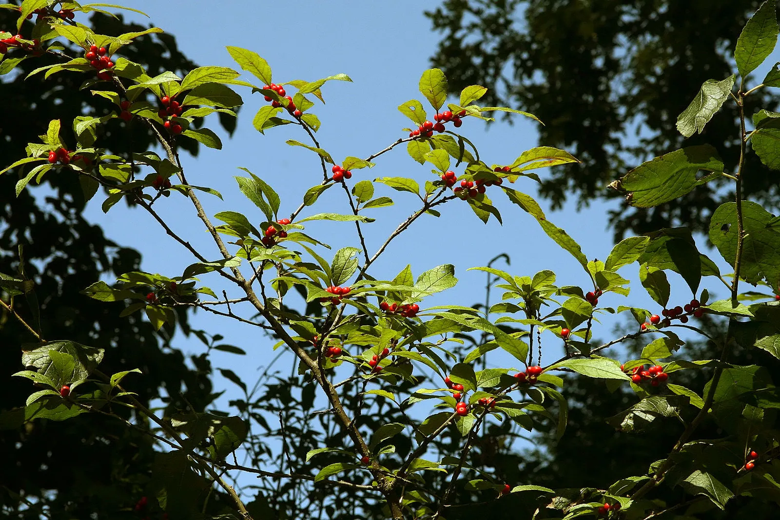 Winterberry (Ilex Verticillata) — showcasing its resilience to cold climates.<br><br>Mature specimens typically reach heights of 6 to 8 feet; it's, image 62