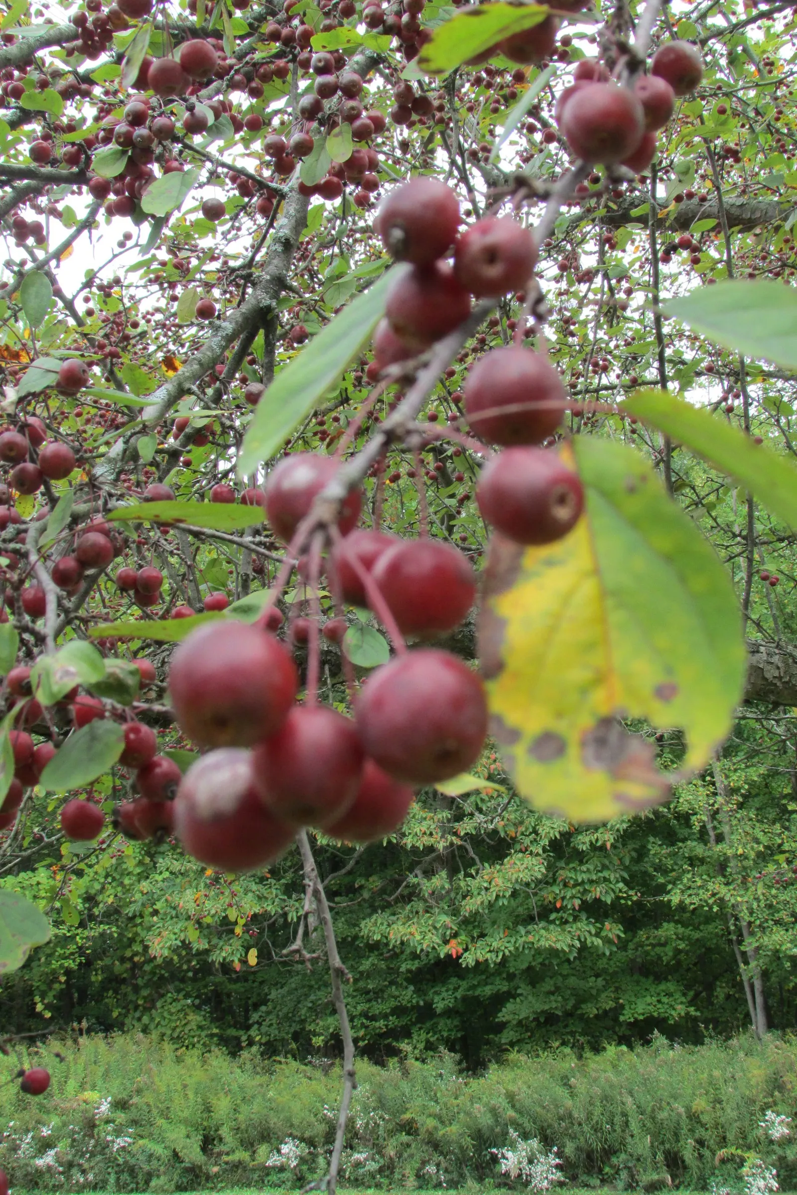 Winterberry (Ilex Verticillata) — although some cultivars can extend up to 15 feet tall; notable for its bright red berries that persist into, image 64