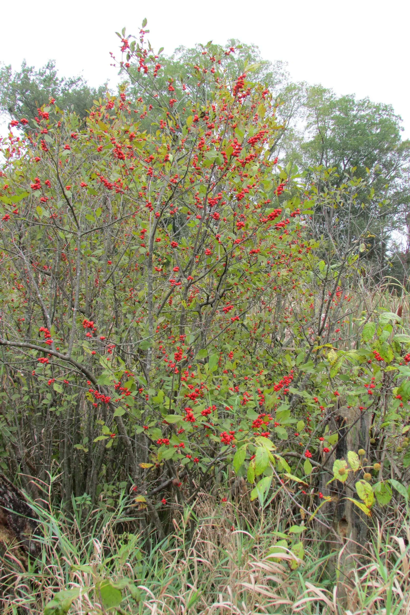 Winterberry (Ilex Verticillata) — The berries not only add aesthetic value but also provide a vital food source for birds; noteworthy for its vibrant red