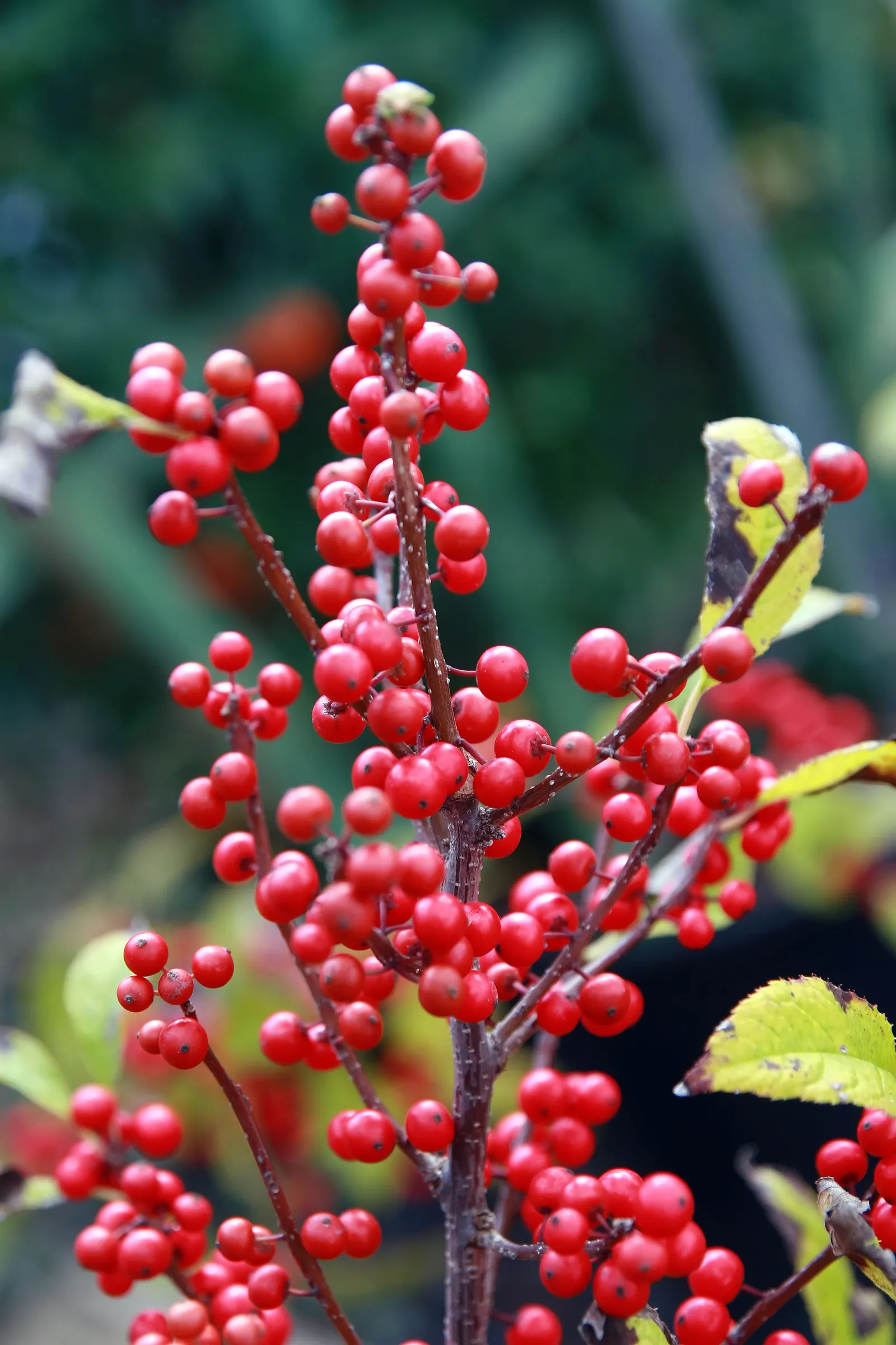 Winterberry (Ilex Verticillata) — or in mass plantings for a dramatic effect; it grows 3-12 feet tall and wide, preferring full sun to partial, image 75