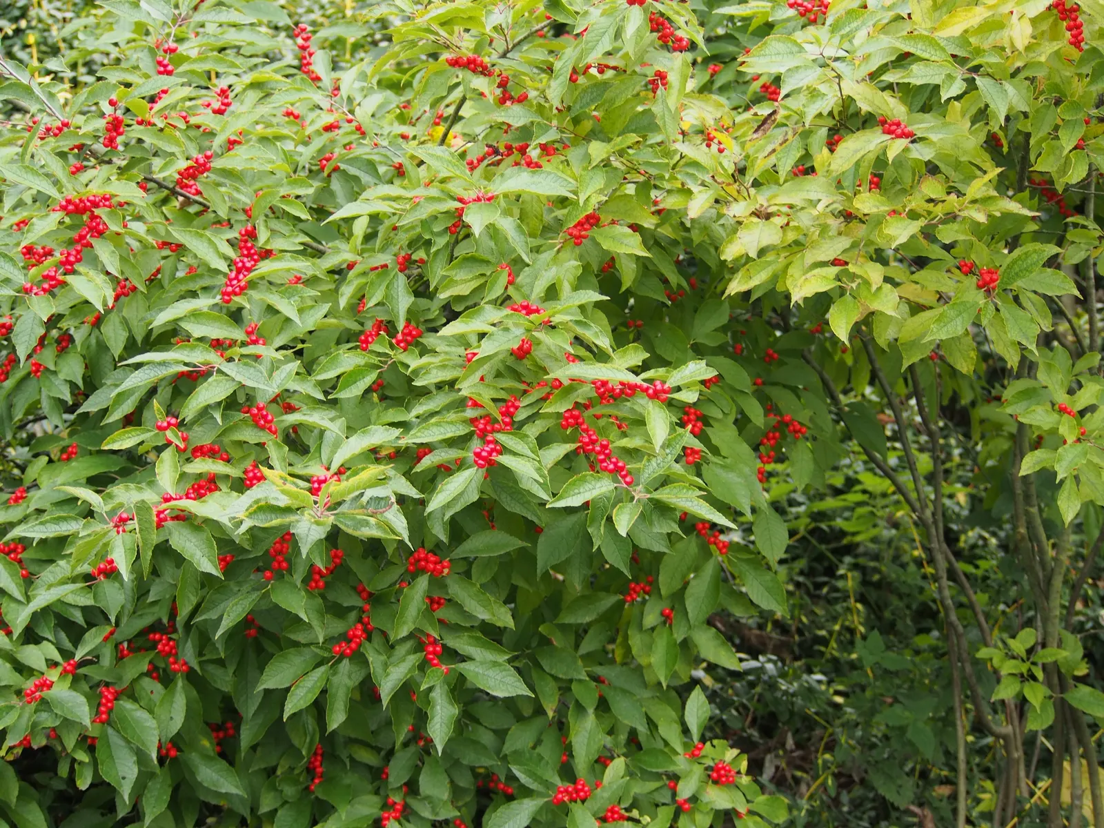 Winterberry (Ilex Verticillata) — or in mass plantings for a dramatic effect; it grows 3-12 feet tall and wide, preferring full sun to partial, image 101