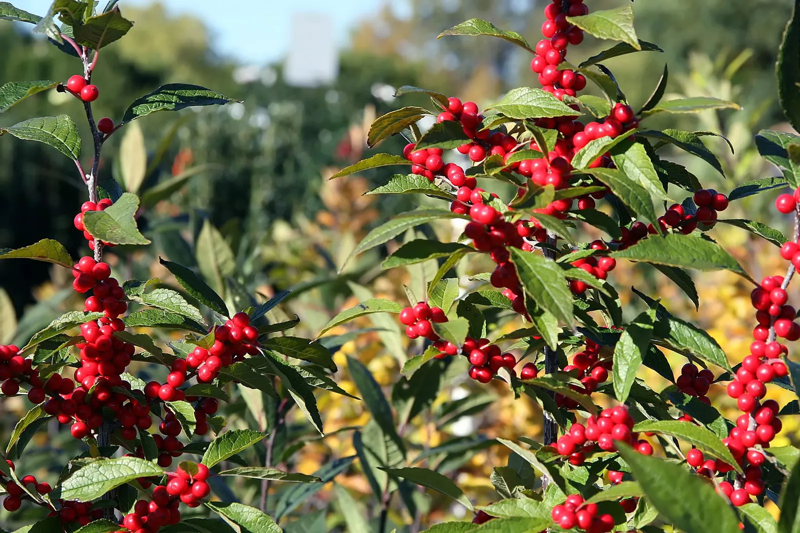 Winterberry (Ilex Verticillata) — Winterberry can be used for naturalistic plantings