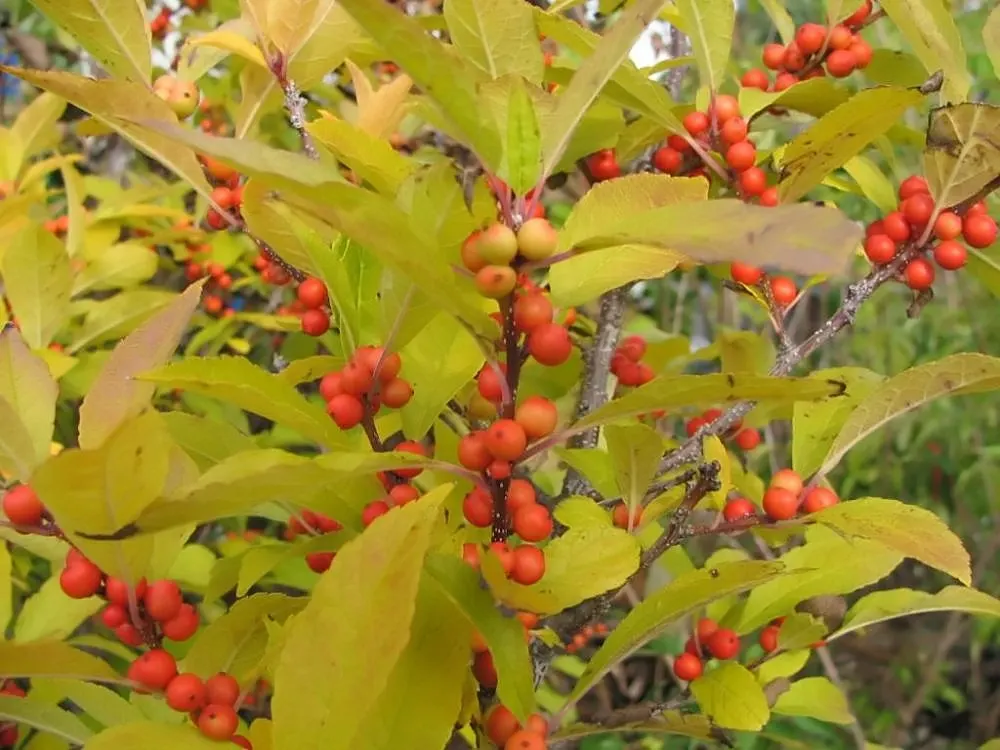 Winterberry (Ilex Verticillata) — Dioecious in nature, both male and female plants are required for fruit production; shrub with green and white blooms