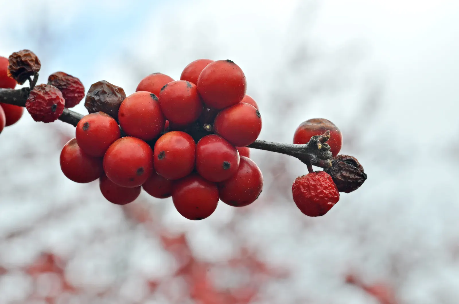 Winterberry (Ilex Verticillata) — although some cultivars can extend up to 15 feet tall