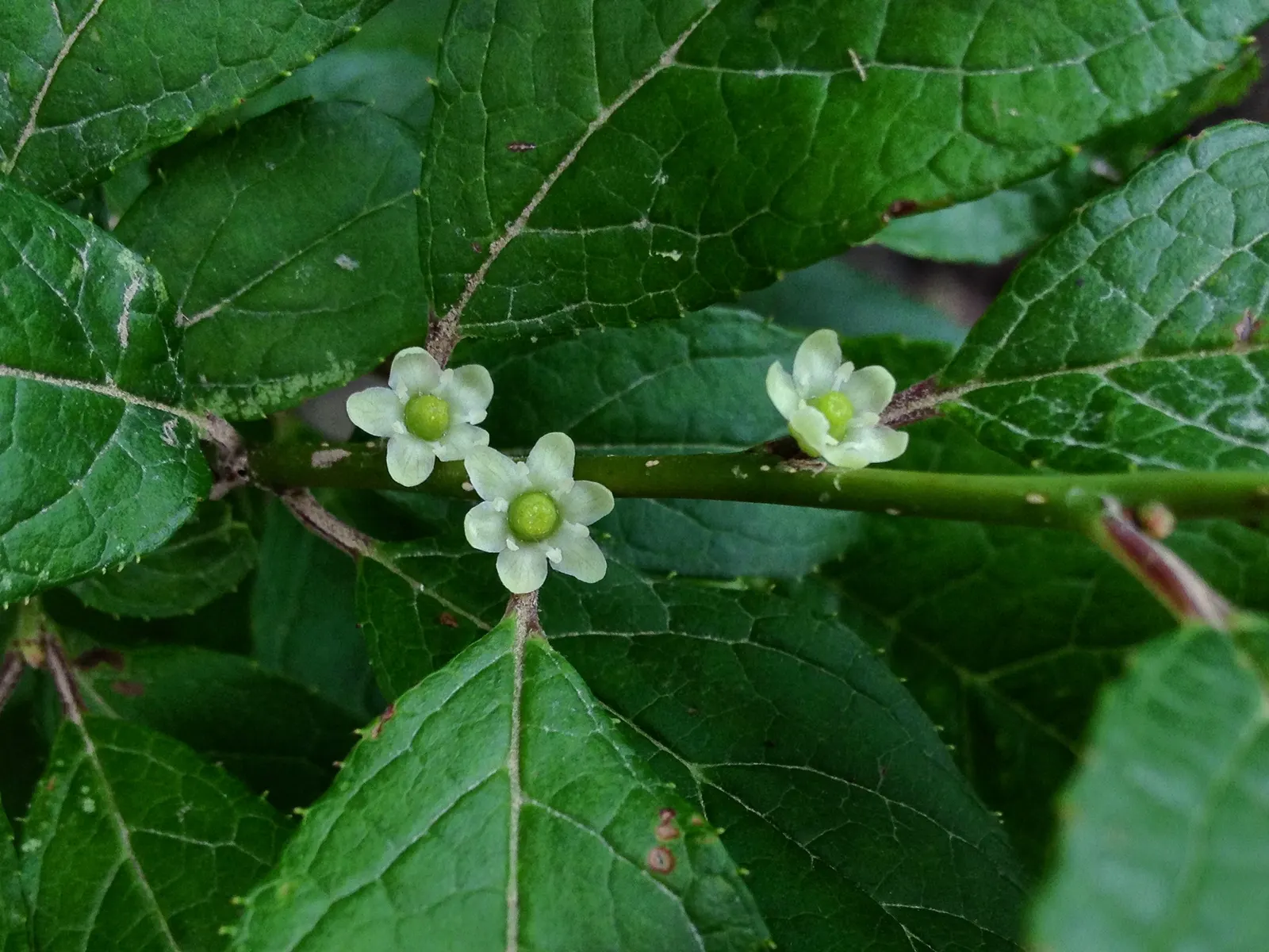 Winterberry (Ilex Verticillata) — The Winterberry (Ilex verticillata) is an exceptional deciduous shrub; the Winterberry prefers full sun to, image 84