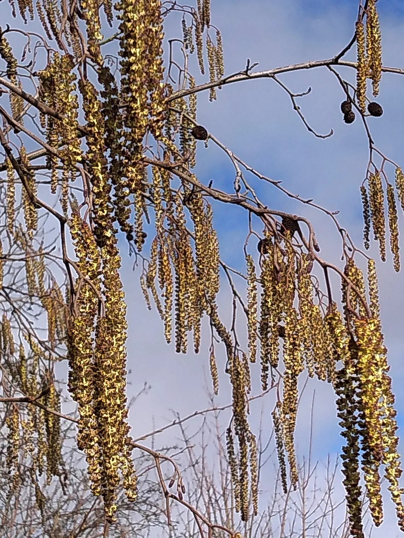 Winterberry (Ilex Verticillata) — it's important to note that Ilex verticillata is dioecious; although some cultivars can extend up to 15 feet tall, image 95