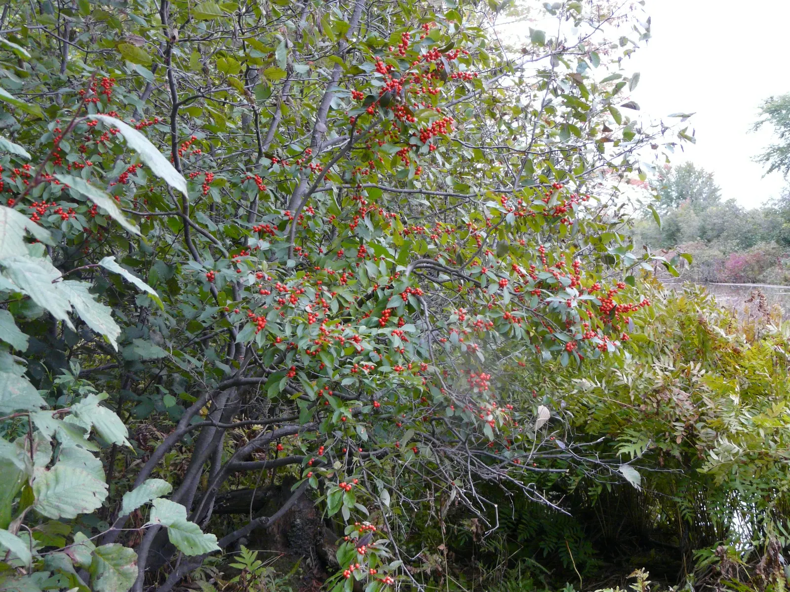 Winterberry (Ilex Verticillata) — shrub for full or half