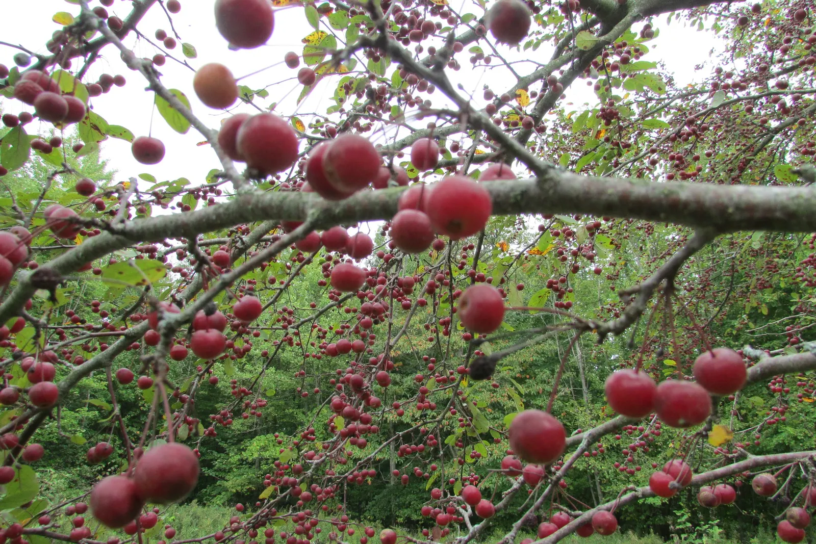 Winterberry (Ilex Verticillata) — dark green leaves create a lush backdrop before yielding to a yellowish autumn hue.<br><br>In landscape design, image 99