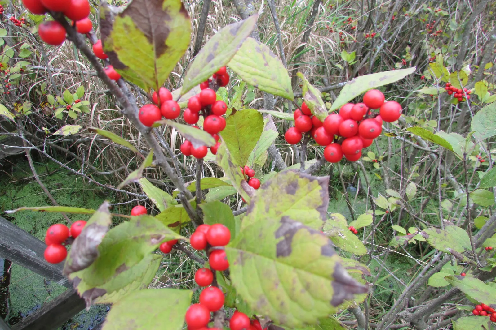 Winterberry (Ilex Verticillata) — The Winterberry (Ilex verticillata) is an exceptional deciduous shrub; the Winterberry prefers full sun to partial shade and