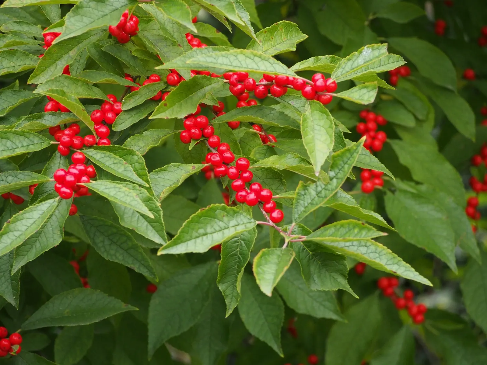 Winterberry (Ilex Verticillata) — The Winterberry prefers full sun to partial shade and is remarkably adaptable to various soil types