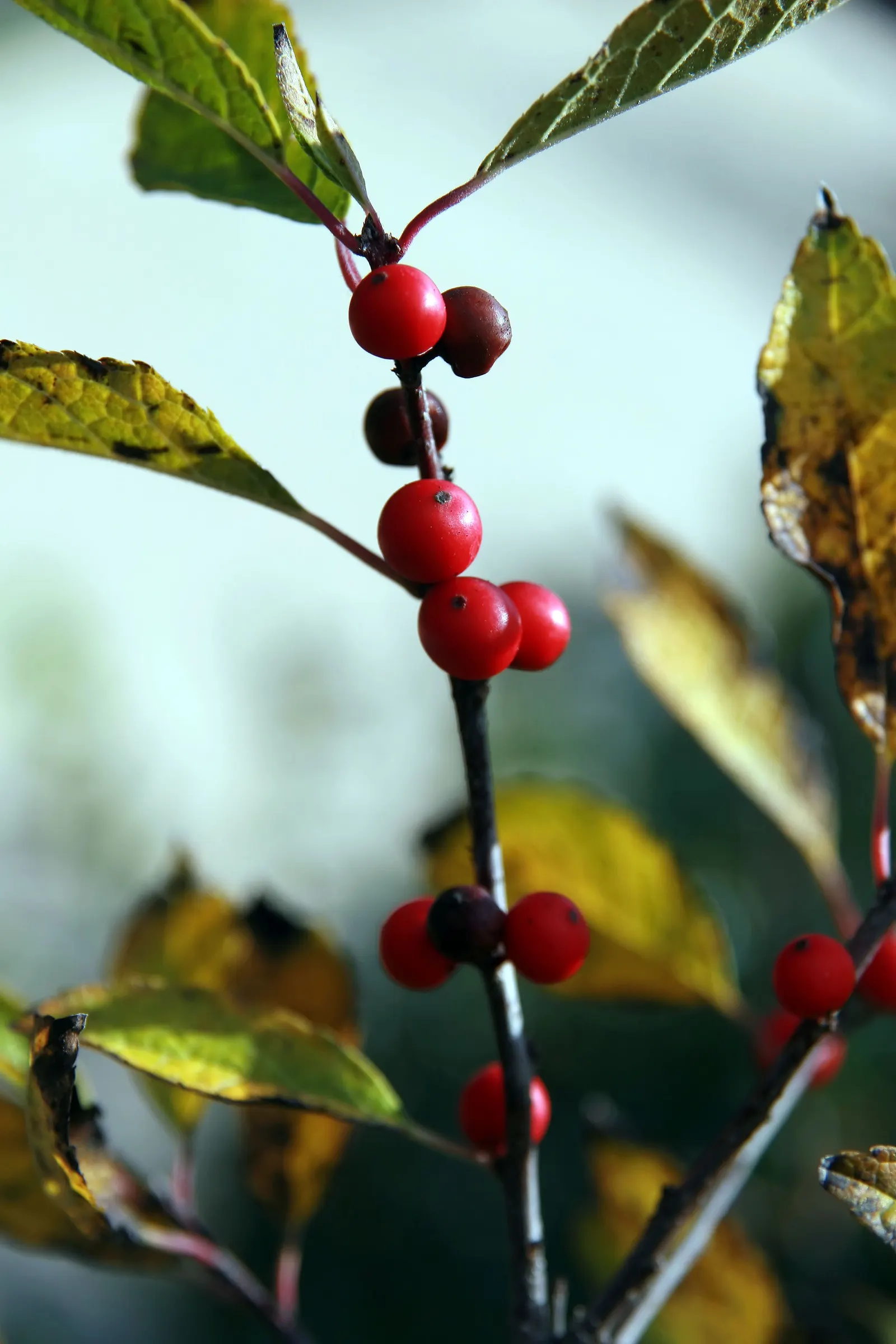Winterberry (Ilex Verticillata) — It grows 3-12 feet tall and wide, preferring full sun to partial shade and moist, acidic soils; with a spread of, image 80