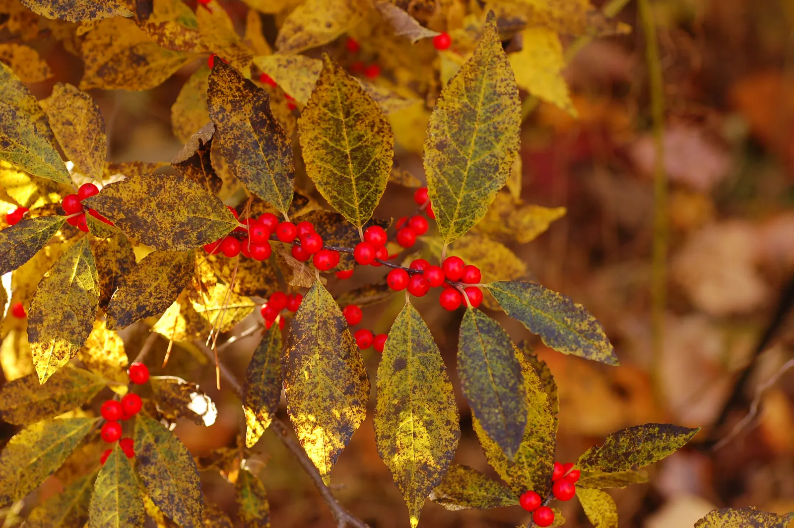 Winterberry (Ilex Verticillata) — showcasing its resilience to cold climates.<br><br>Mature specimens typically reach heights of 6 to 8 feet; it's, image 88