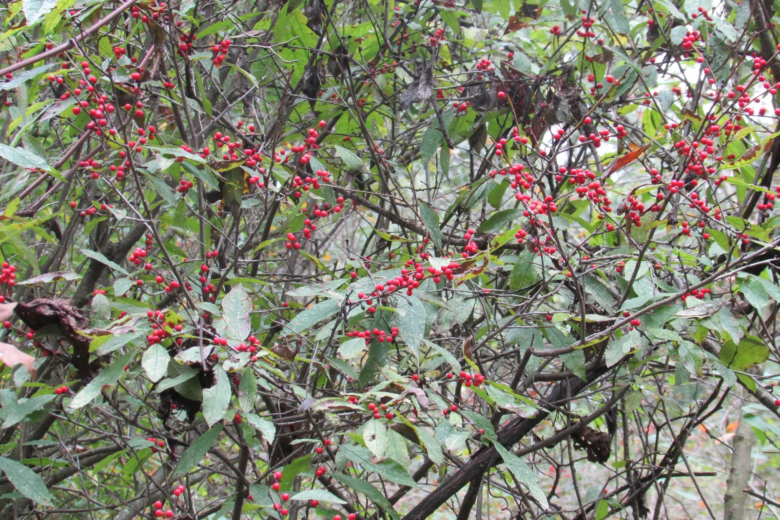 Winterberry (Ilex Verticillata) — making Winterberry a striking focal point in the winter garden; shrub for full or half