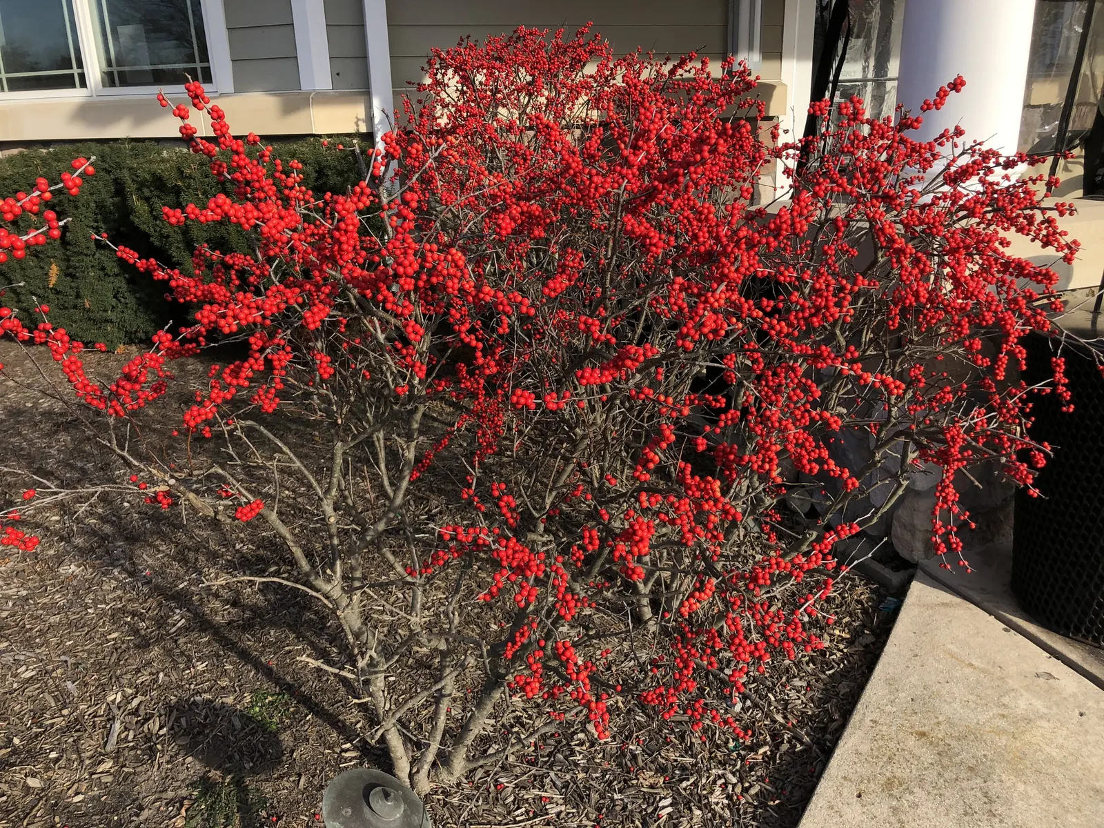Winterberry (Ilex Verticillata) — The berries not only add aesthetic value but also provide a vital food source for birds