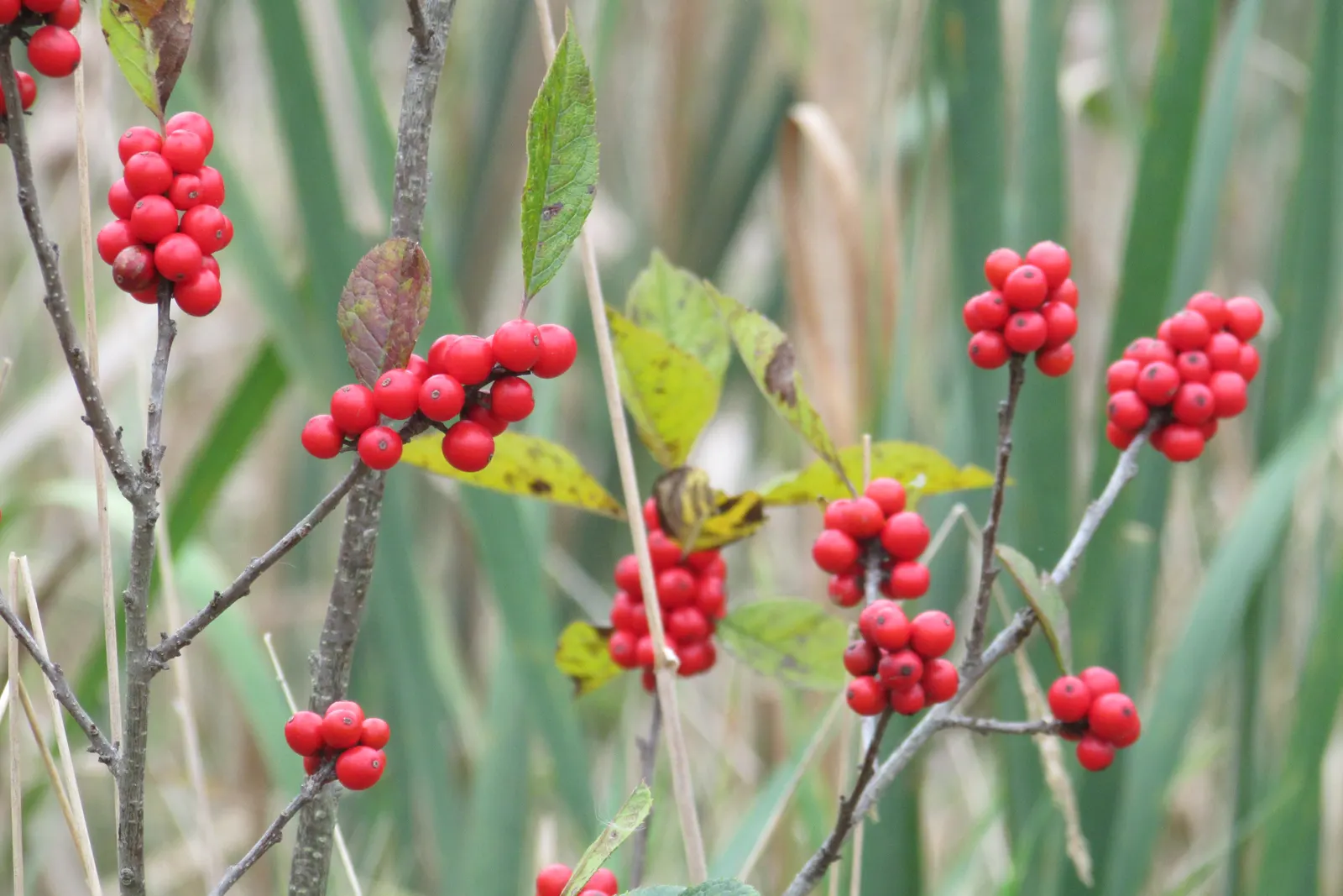 Winterberry (Ilex Verticillata) — shrub for full or half; or in mass plantings for a dramatic effect, image 78