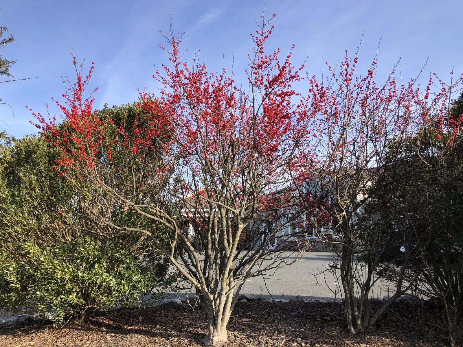 Winterberry (Ilex Verticillata) — Notable for its bright red berries that persist into winter, this plant provides food for birds; requiring both male and
