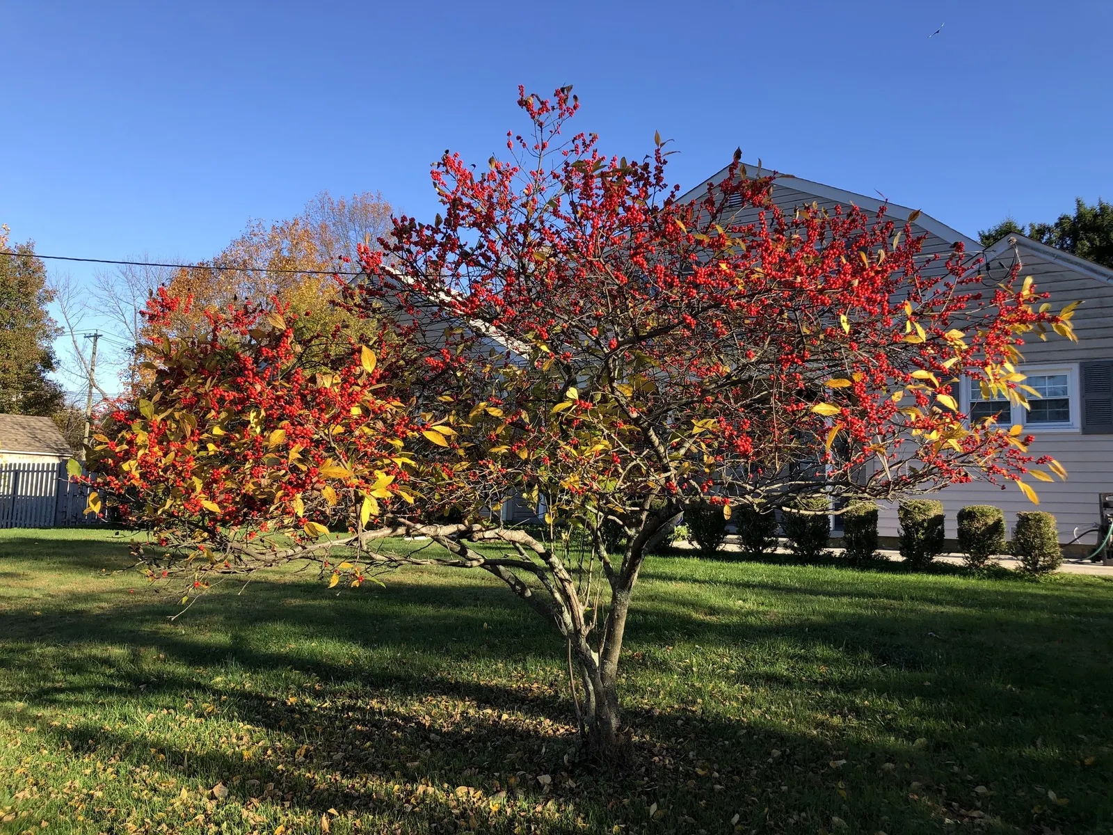 Winterberry (Ilex Verticillata) — Growing natively in the Eastern United States; winterberry (Ilex verticillata) is a deciduous holly with a high, image 60
