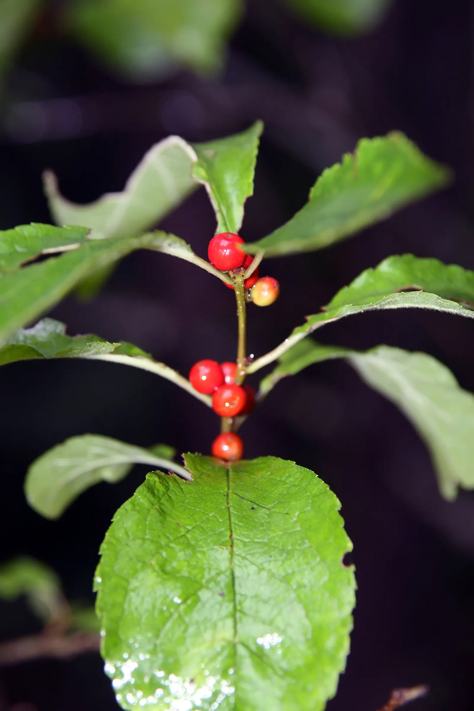 Winterberry (Ilex Verticillata) — although it exhibits a particular preference for acidic; it's important to note that Ilex verticillata is dioecious