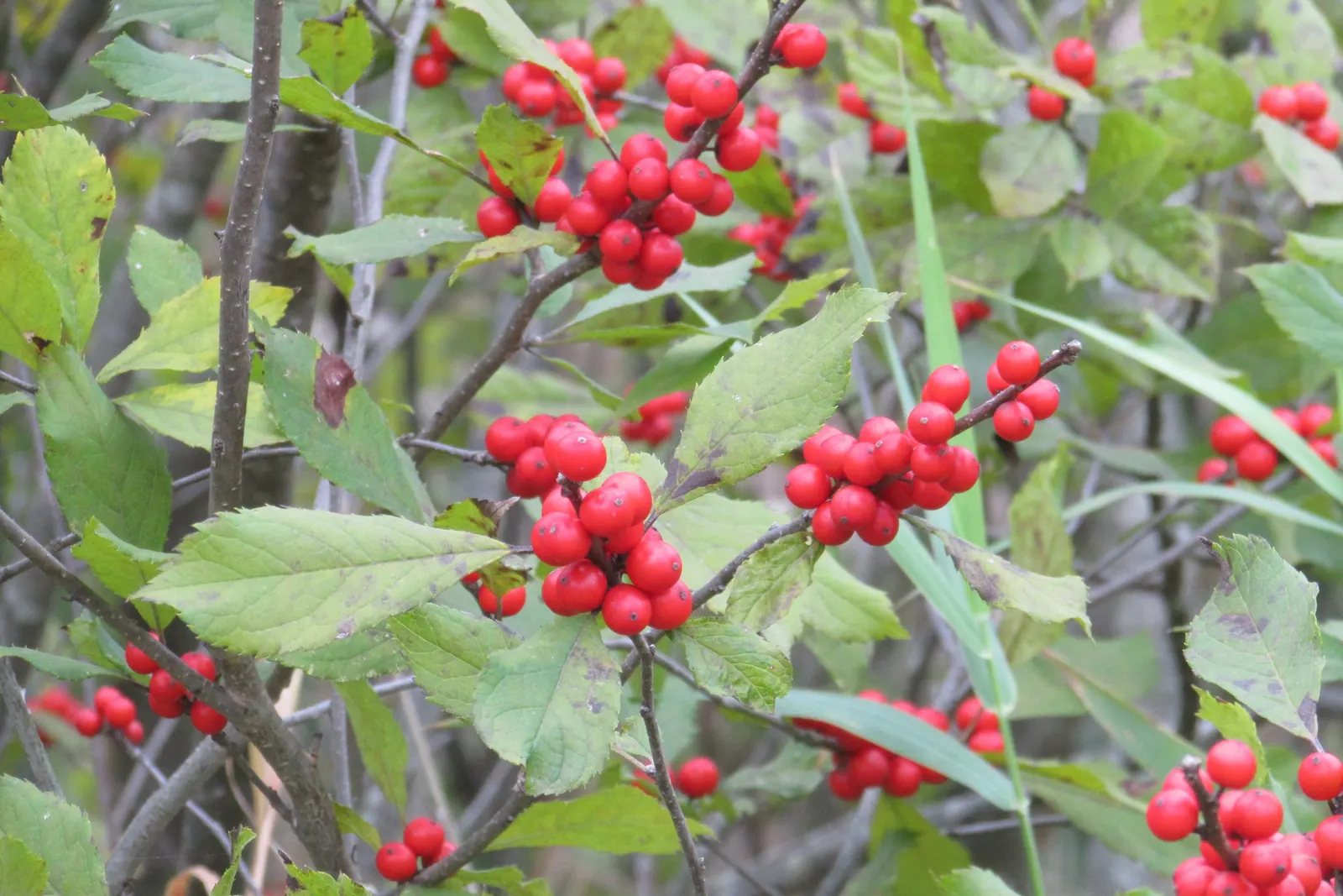 Winterberry (Ilex Verticillata) — requiring both male and female plants for pollination