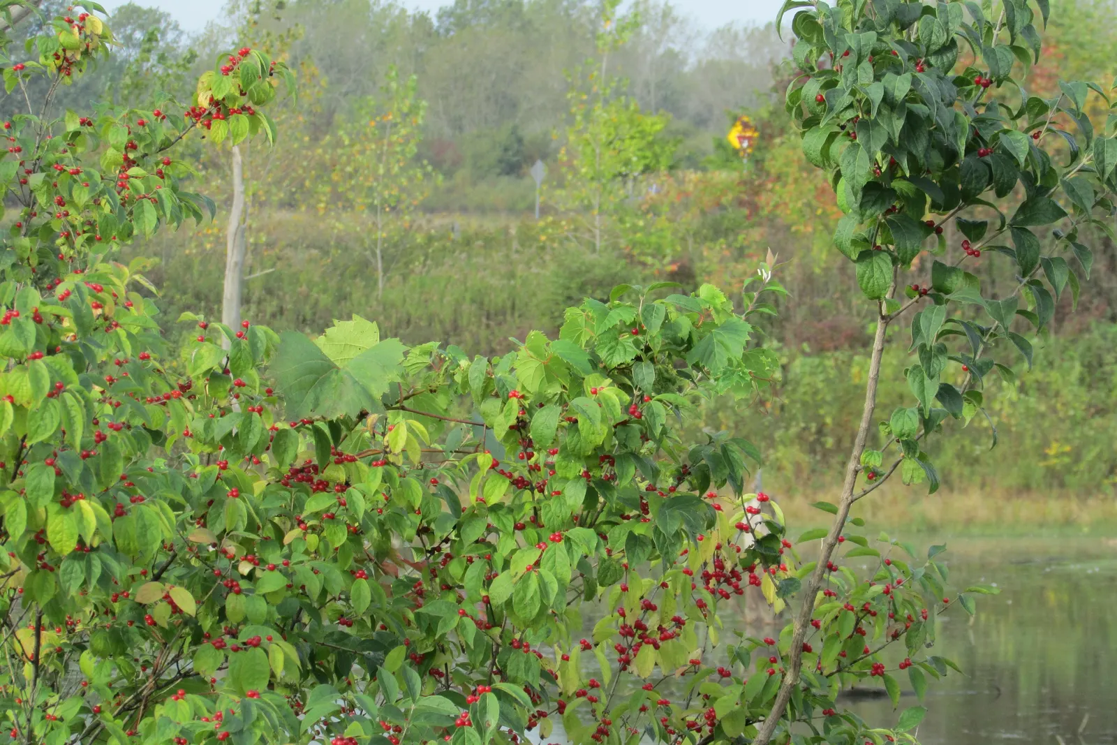 Winterberry (Ilex Verticillata) — The Winterberry (Ilex verticillata) is an exceptional deciduous shrub
