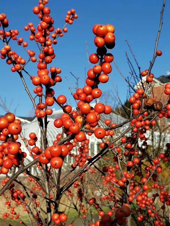 Winterberry (Ilex Verticillata) — with a spread of the same magnitude; winterberry can be used for naturalistic plantings, image 89