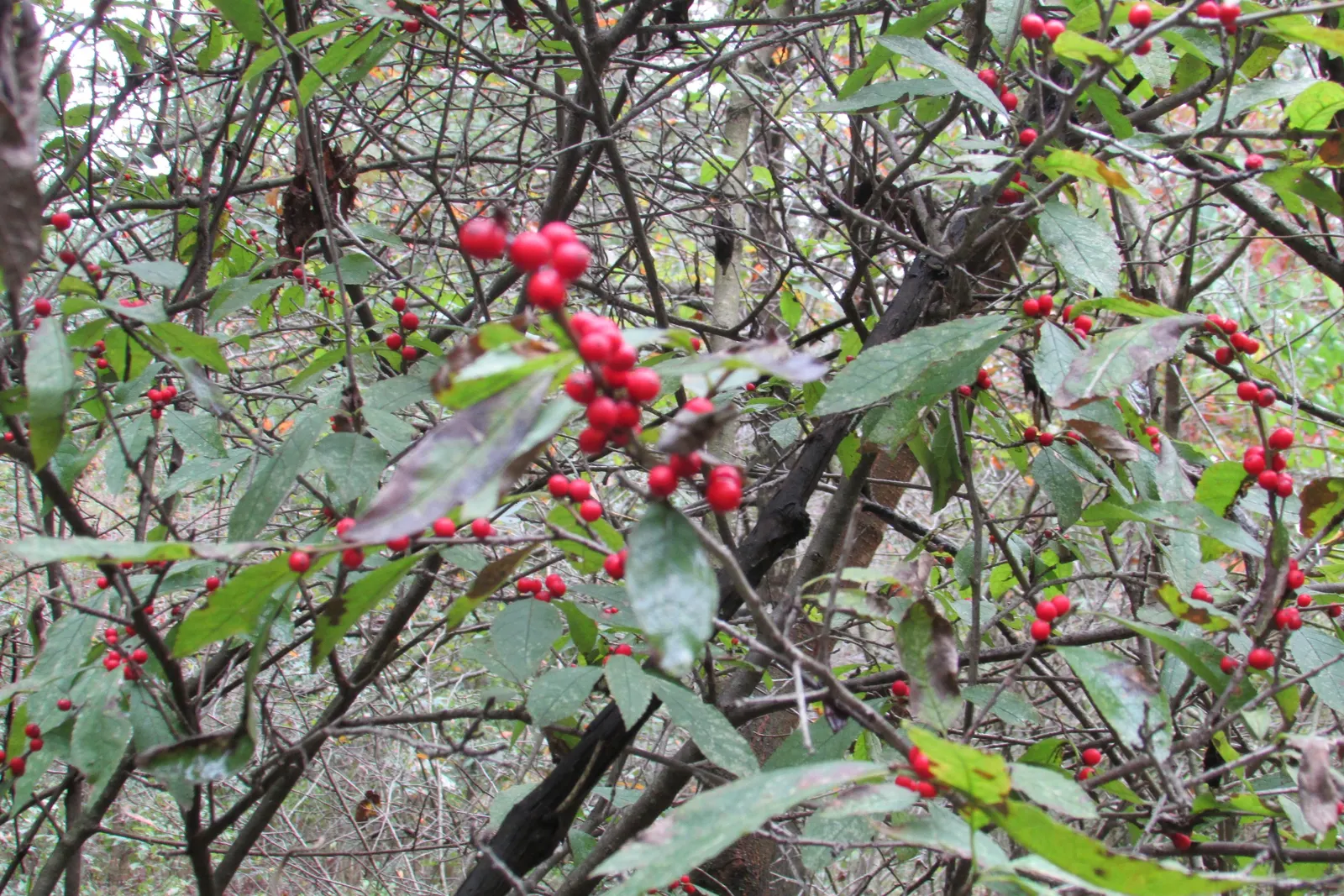 Winterberry (Ilex Verticillata) — requiring both male and female plants for pollination; making Winterberry a striking focal point in the winter, image 70