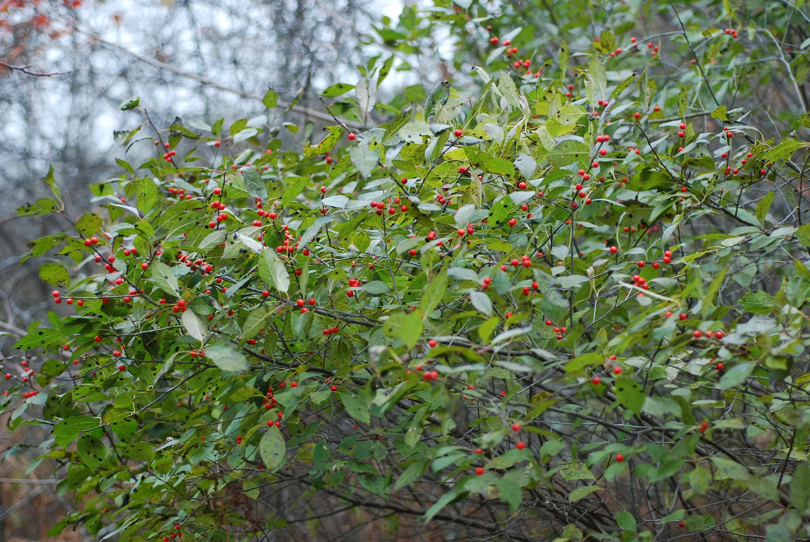 Winterberry (Ilex Verticillata) — Dioecious in nature, both male and female plants are required for fruit production; shrub with green and white, image 82
