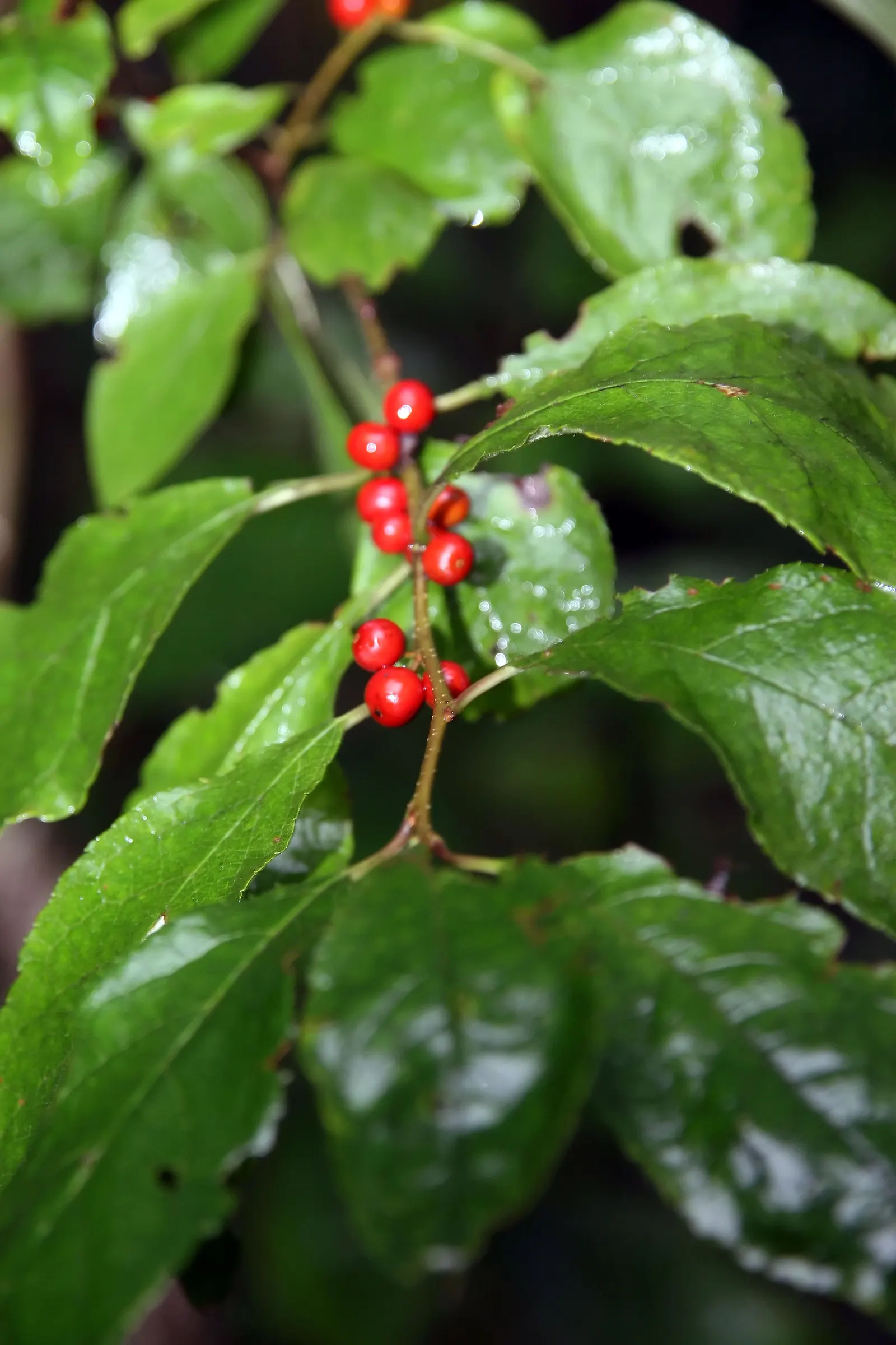 Winterberry (Ilex Verticillata) — with a spread of the same magnitude; winterberry can be used for naturalistic plantings, image 63