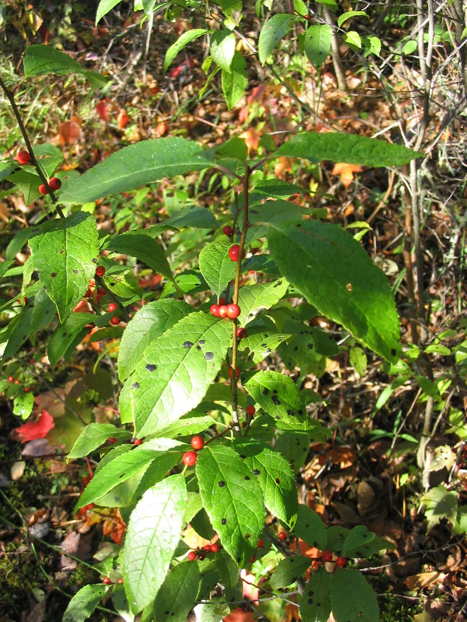 Winterberry (Ilex Verticillata) — Winterberry (Ilex verticillata) is a deciduous holly with a high visual impact in the landscape; dioecious in nature, both