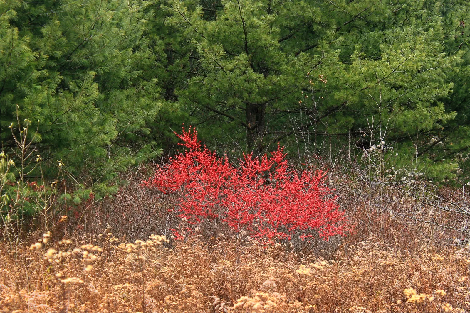 Winterberry (Ilex Verticillata) — Winterberry (Ilex verticillata) is a deciduous holly with a high visual impact in the landscape