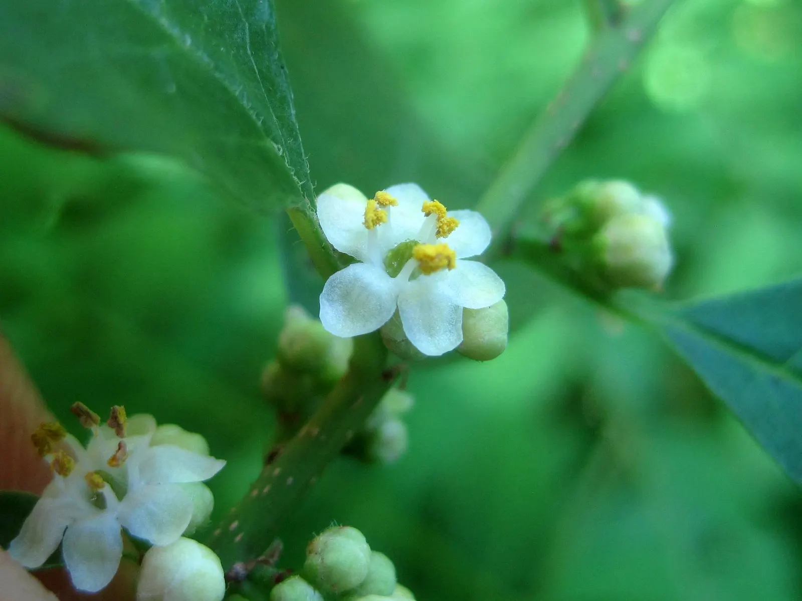 Winterberry (Ilex Verticillata) — The berries not only add aesthetic value but also provide a vital food source for birds; noteworthy for its, image 98