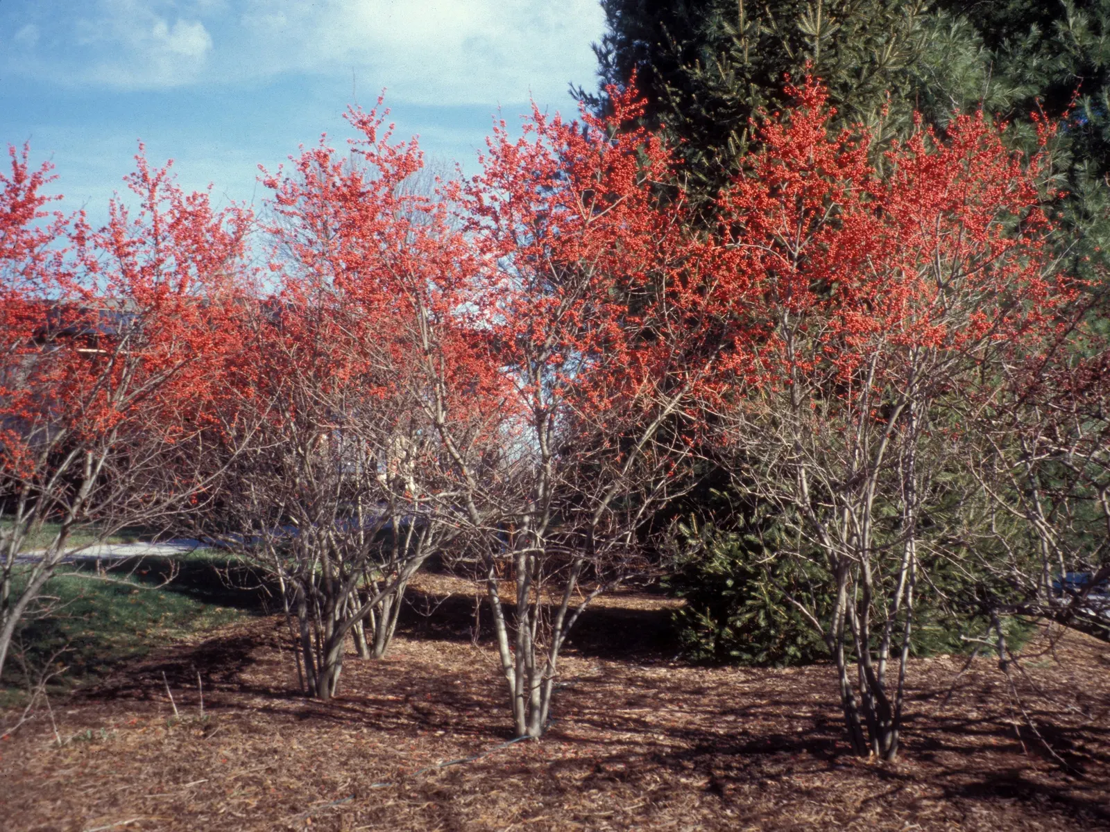 Winterberry (Ilex Verticillata) — Growing natively in the Eastern United States; winterberry (Ilex verticillata) is a deciduous holly with a high, image 86