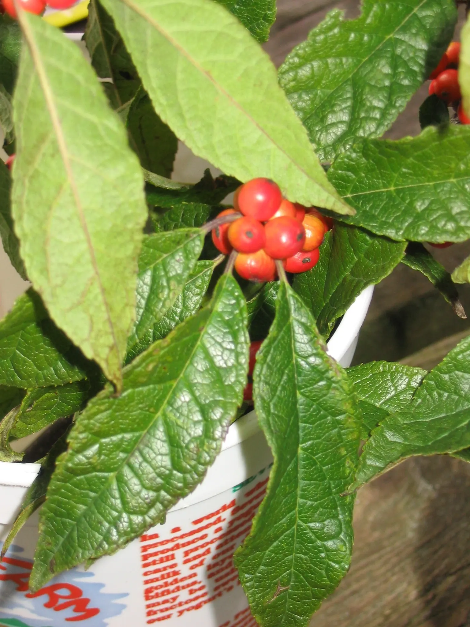 Winterberry (Ilex Verticillata) — It grows 3-12 feet tall and wide, preferring full sun to partial shade and moist, acidic soils; with a spread of, image 54