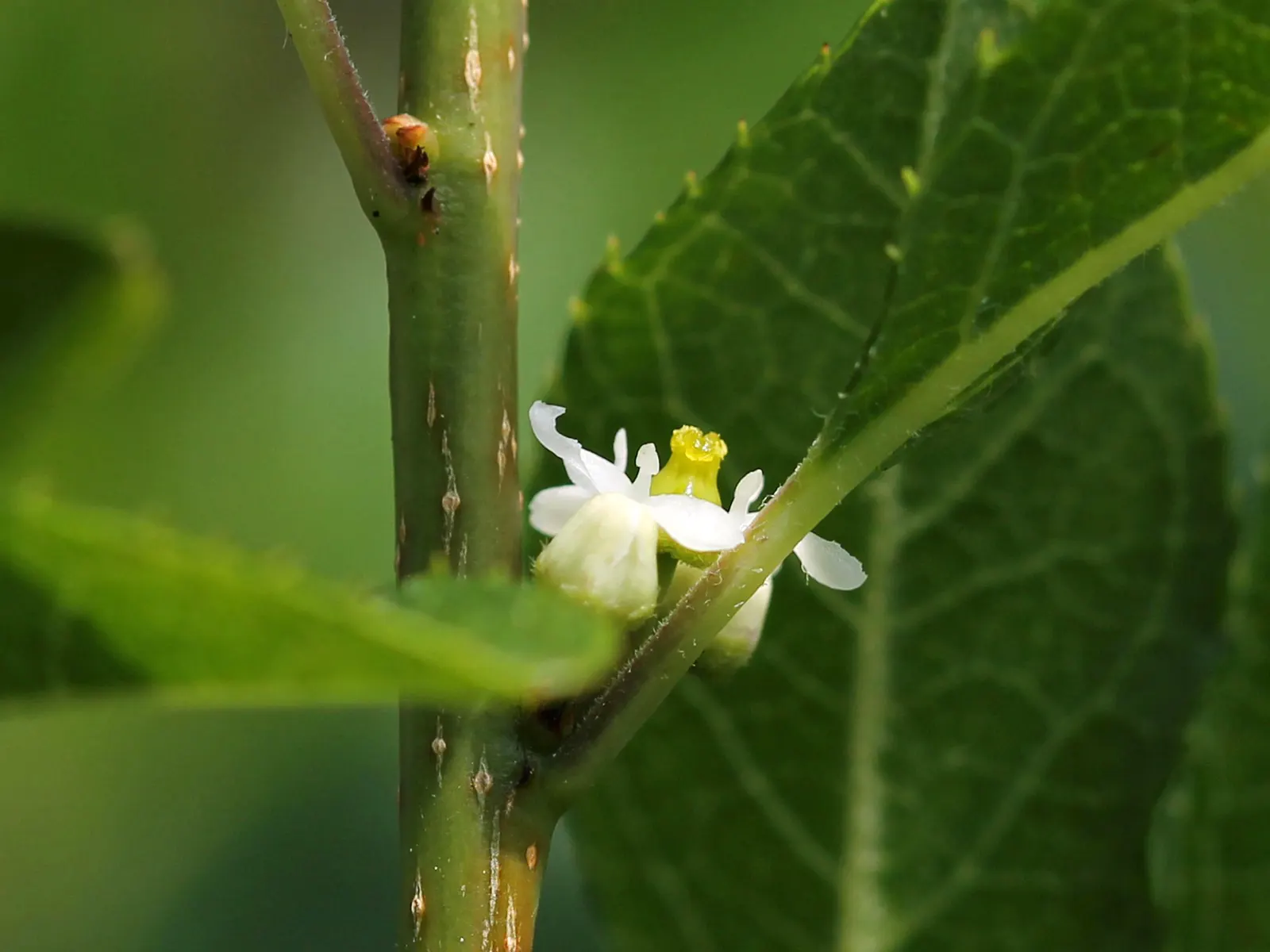 Winterberry (Ilex Verticillata) — Dioecious in nature, both male and female plants are required for fruit production; shrub with green and white, image 108