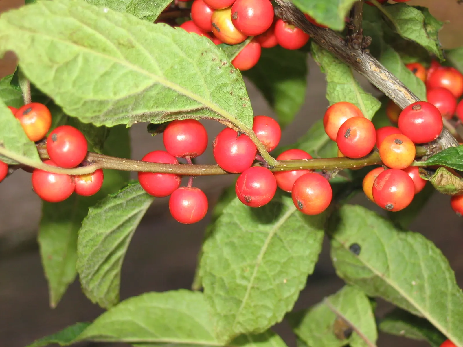 Winterberry (Ilex Verticillata) — noteworthy for its vibrant red berries that adorn the bare branches throughout the winter months; the berries not, image 85
