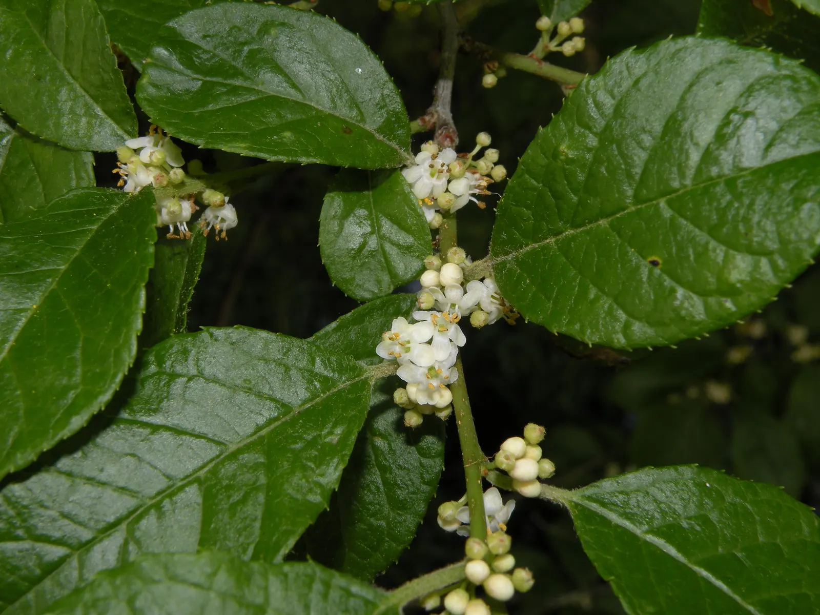 Winterberry (Ilex Verticillata) — dark green leaves create a lush backdrop before yielding to a yellowish autumn hue.<br><br>In landscape design, image 73