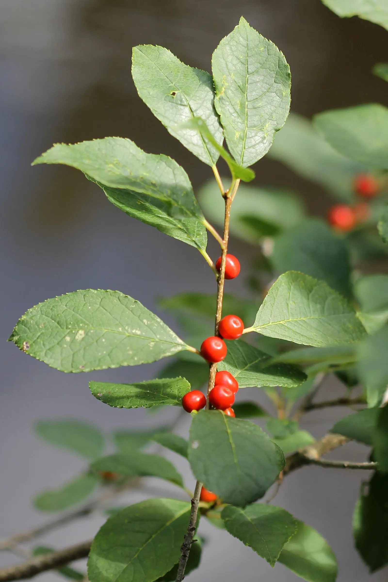 Winterberry (Ilex Verticillata) — It's an excellent choice for wet areas in the landscape