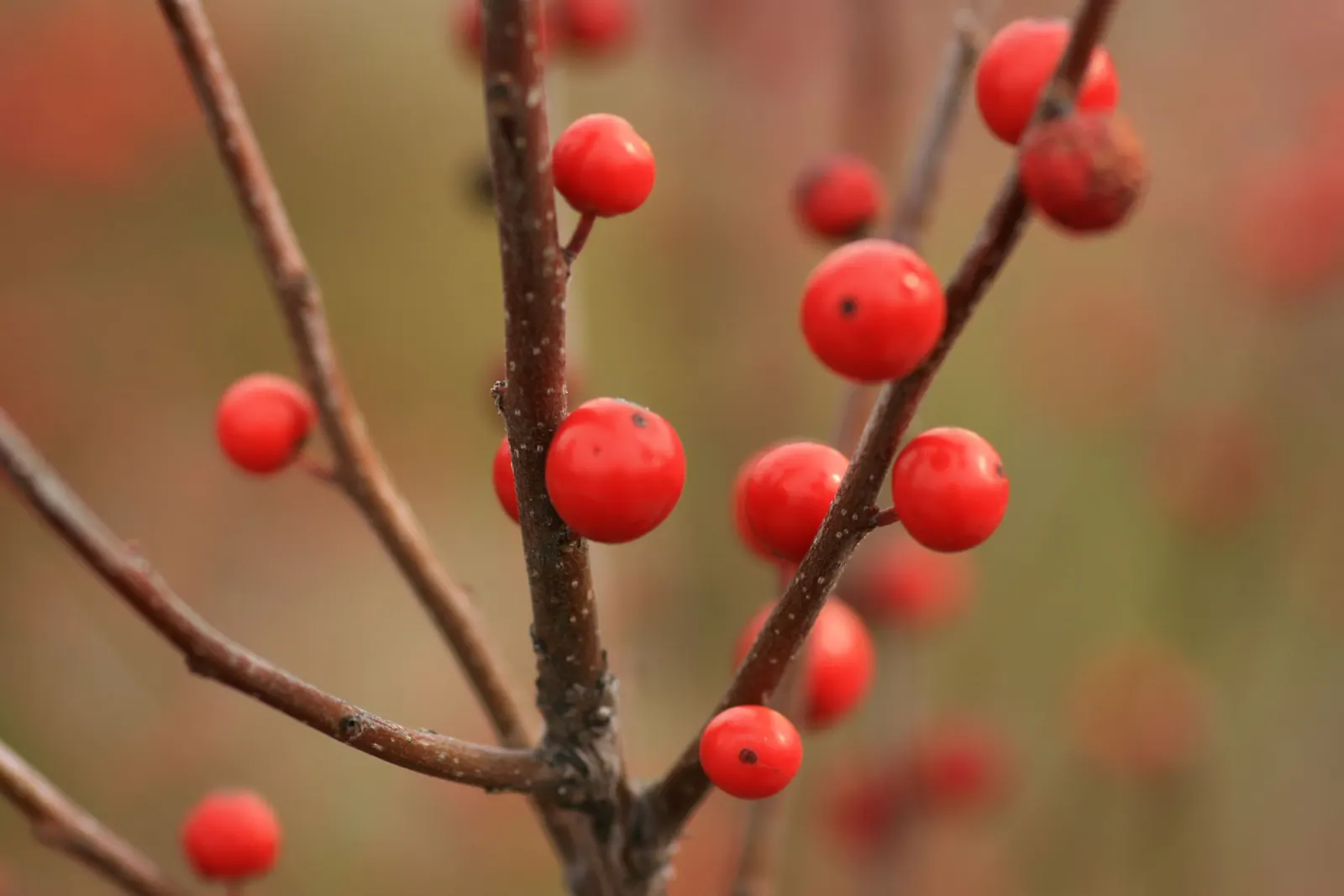 Winterberry (Ilex Verticillata) — Dioecious in nature, both male and female plants are required for fruit production; shrub with green and white, image 56