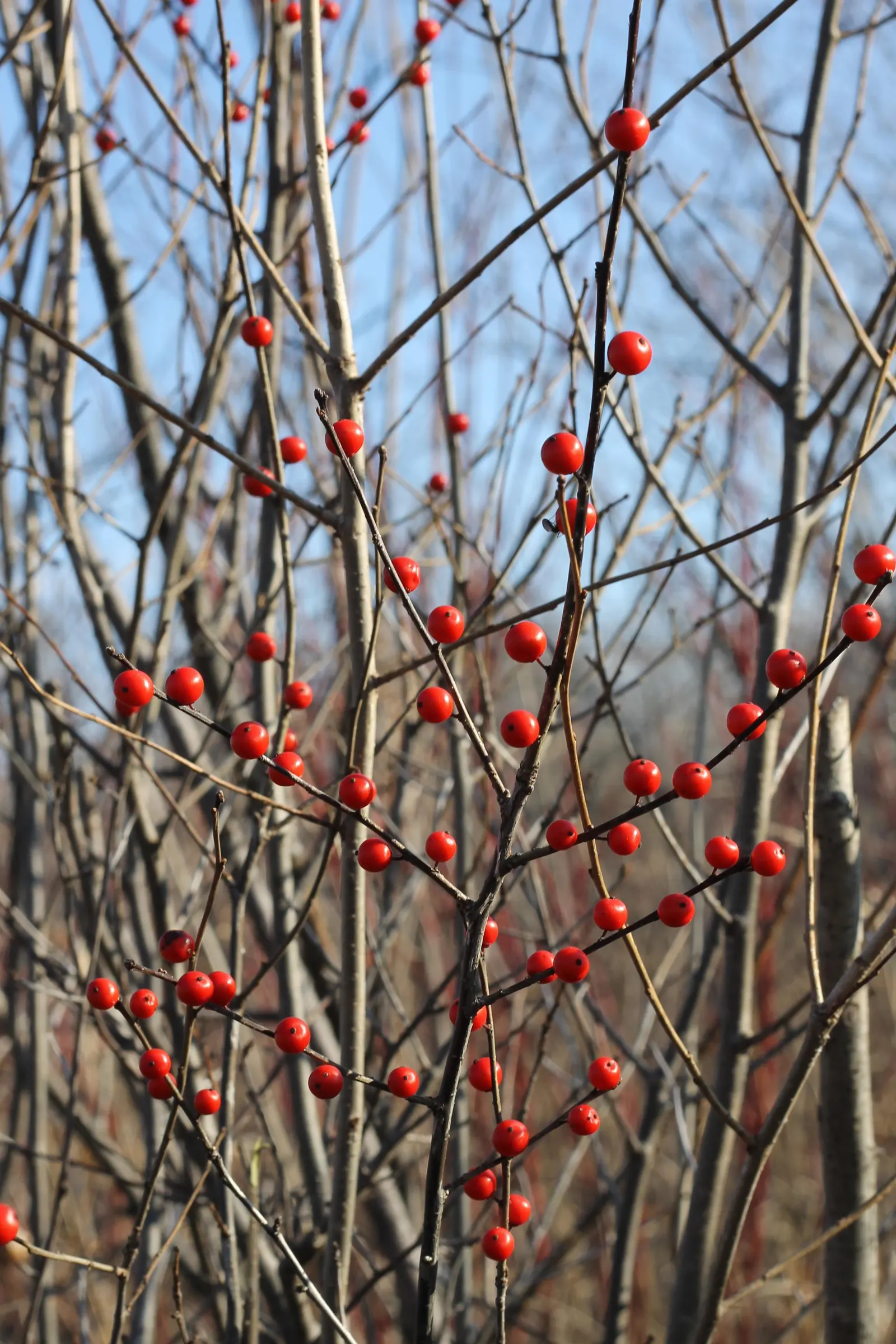 Winterberry (Ilex Verticillata) — It's an excellent choice for wet areas in the landscape; green and white flowers in the garden, image 93