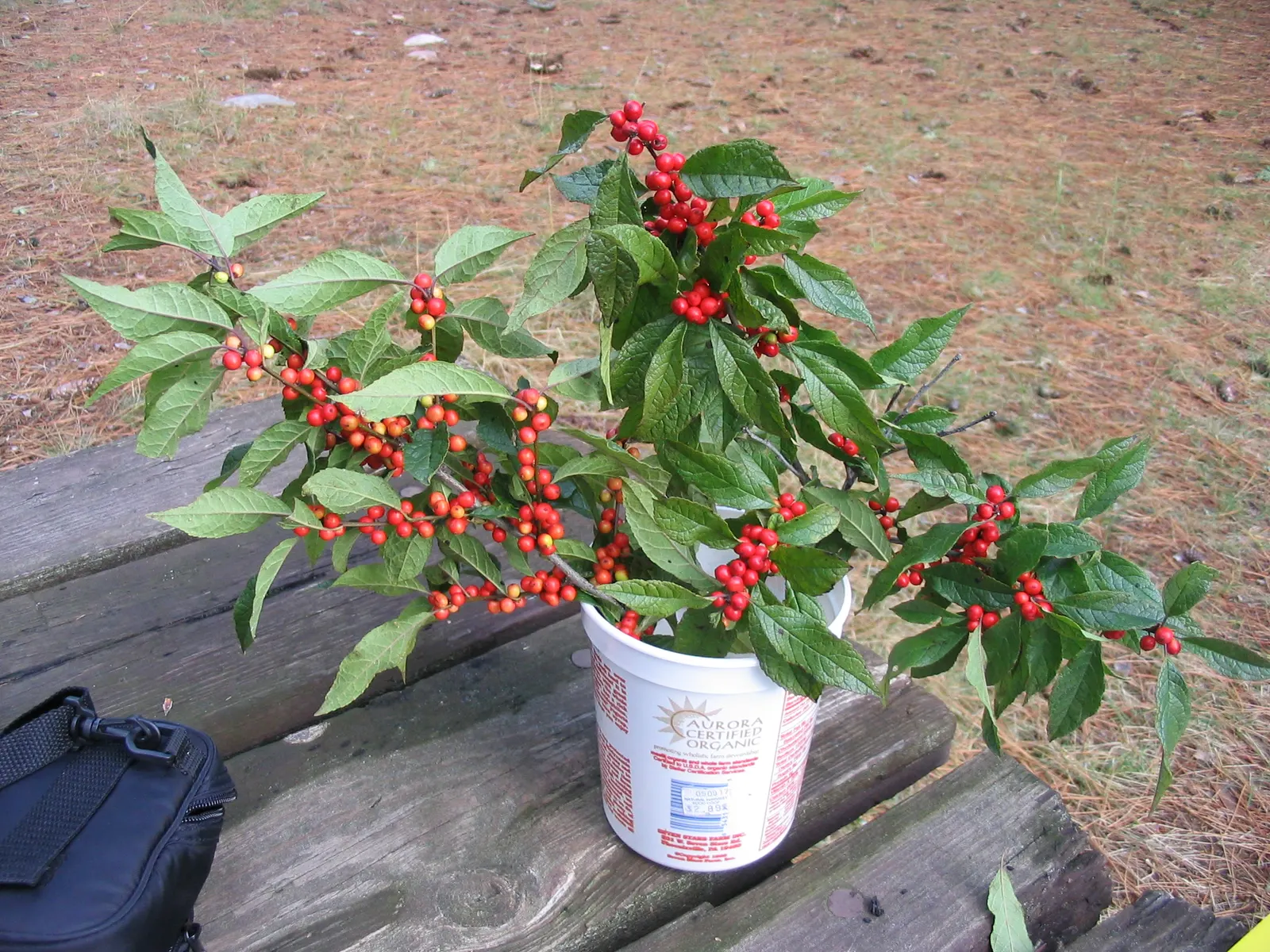 Winterberry (Ilex Verticillata) — although some cultivars can extend up to 15 feet tall; notable for its bright red berries that persist into winter, this