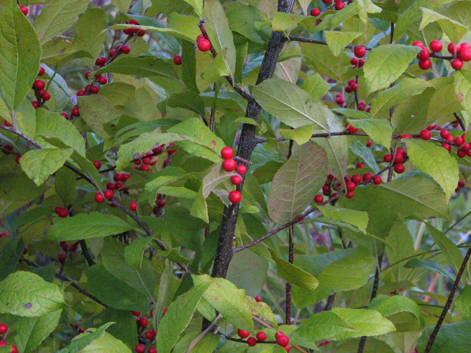 Winterberry (Ilex Verticillata) — this holly species thrives in USDA hardiness zones 3 through 9