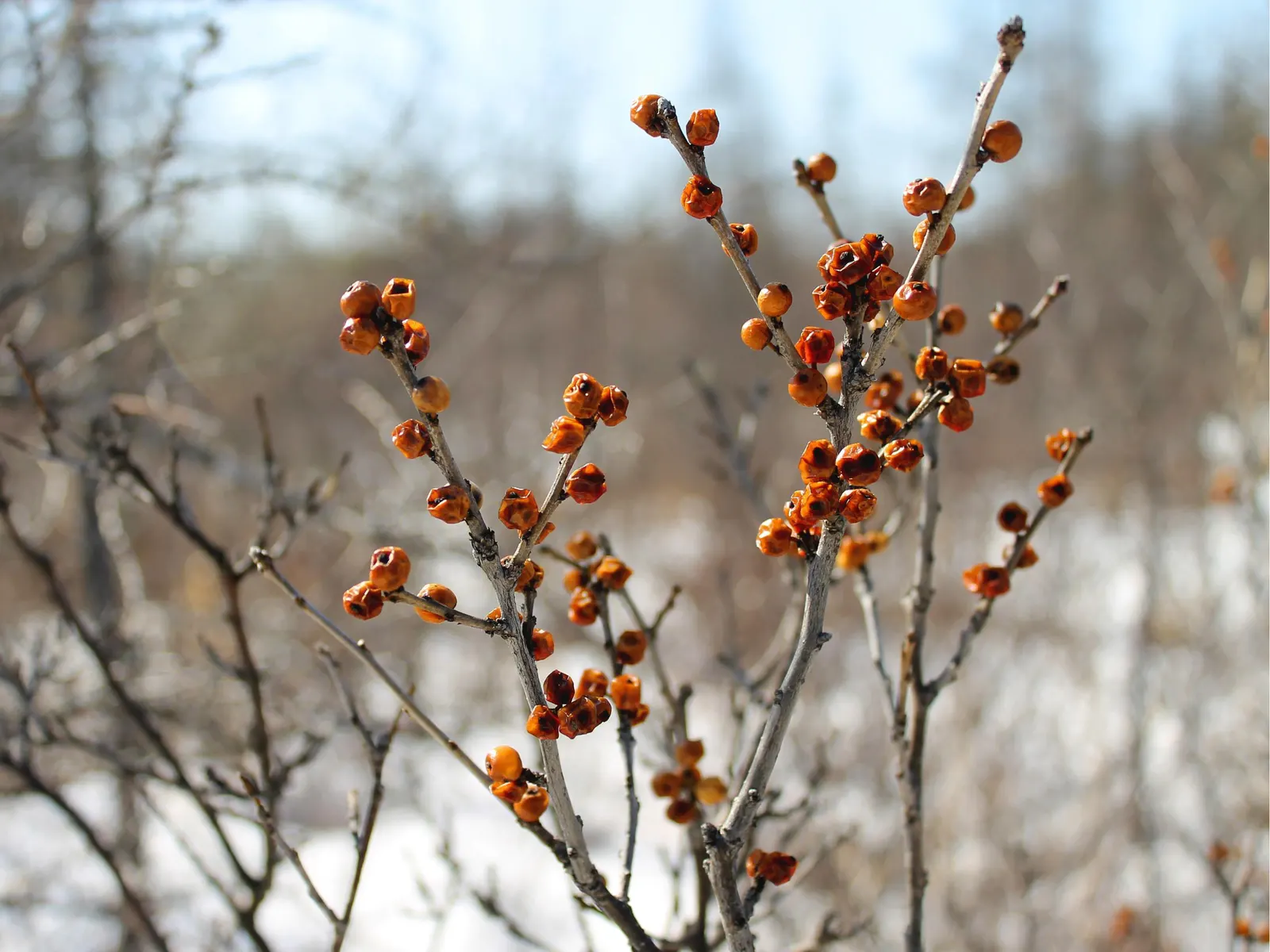 Winterberry (Ilex Verticillata) — Winterberry (Ilex verticillata) is a deciduous holly with a high visual impact in the landscape; dioecious in, image 79